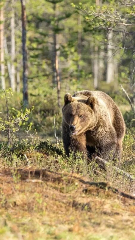 Медведь в лесу фото реальные Прямо сейчас в Вичугском районе около поселка Новописцово из леса вышел медведь.