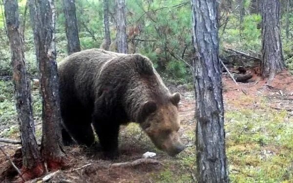 Медведь в лесу фото реальные В Бурятии у медведей идет брачный период - Общество - Свежие новости Бурятии и У