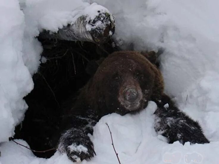 Медведь в лучегорске фото Brown bear in den Жир - залог выживания медведя во время зимней спячки. Black be