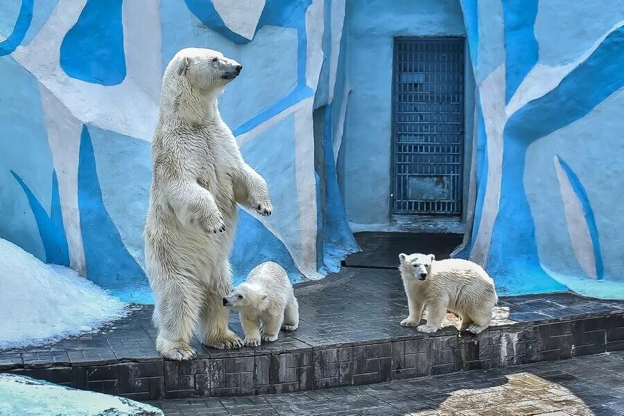 Медведь в новосибирске фото Белых медвежат в Новосибирском зоопарке назвали Белка и Стрелка Сиб.фм Дзен