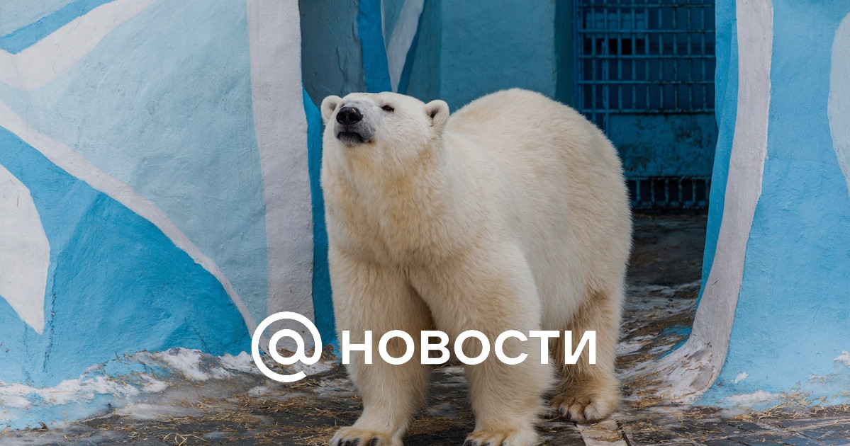 Медведь в новосибирске фото Белой медведице Герде из Новосибирского зоопарка исполнилось 17 лет: милые фотог