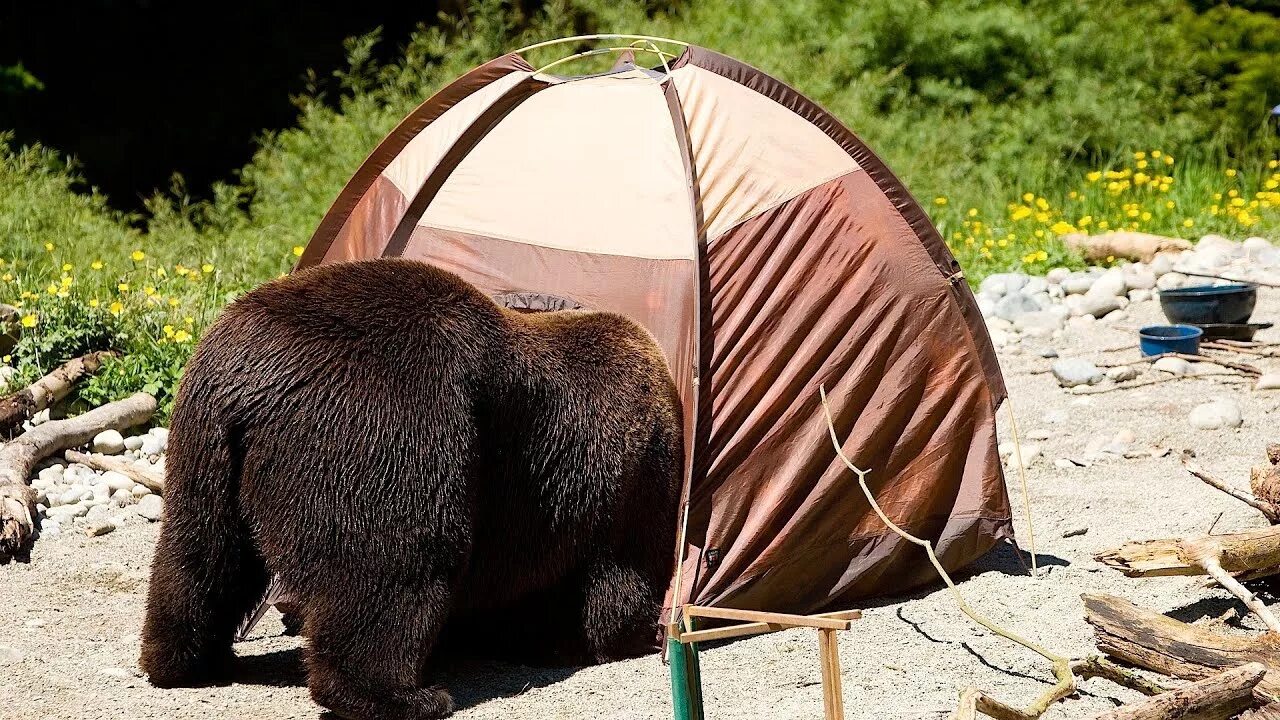 Медведь в палатке последнее фото How to Protect Yourself from Bears Camping - YouTube