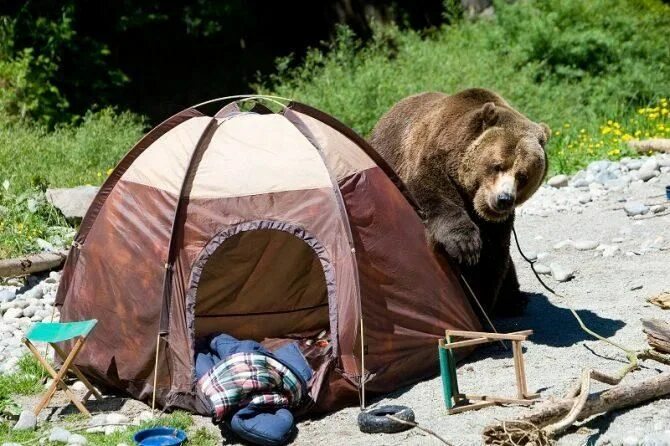 Медведь в палатке последнее фото How to keep animals away from your food while camping - chowhound Camping hacks 