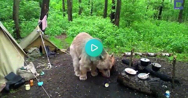 Медведь в палатке последнее фото Strong front-runners for "Worst Parents of the Year" - GIF on Imgur