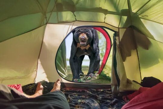 Медведь в палатке последнее фото 5,345 ЛУЧШИЕ Bear Attack ИЗОБРАЖЕНИЯ, СТОКОВЫЕ ФОТО И ВЕКТОРНЫЕ ОБЪЕКТЫ Adobe St