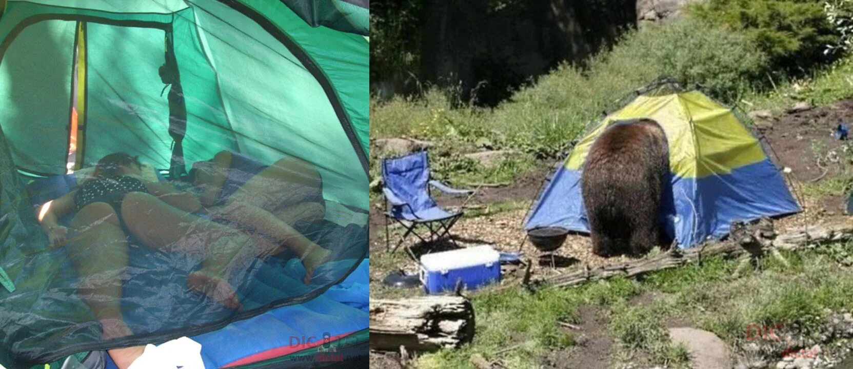 Медведь в палатке последнее фото 25 отпадных фоток того, как выглядит доброе утро в походе!