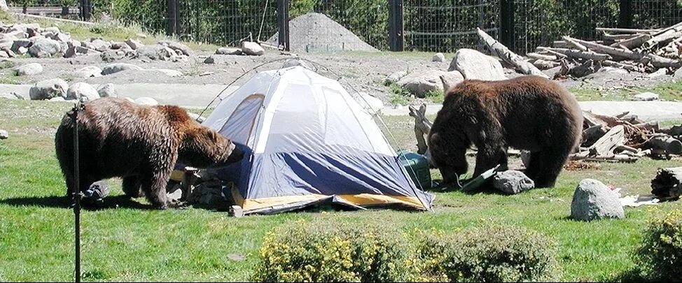 Медведь в палатке последнее фото Click on for Tips to stay safe while CAMPING AND HIKING IN BEAR COUNTRY Camping 