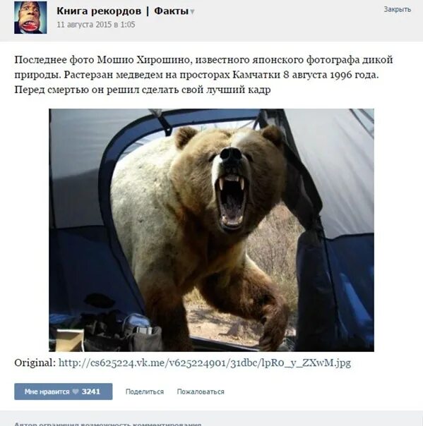 Медведь в палатке последнее фото Последнее фото Мошио Хирошино Жуткая фотография с изображением разъяренного медв