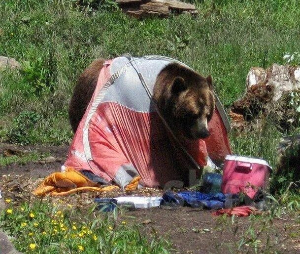 Медведь в палатке последнее фото Прокат/аренда туристического снаряжения во Владивостоке