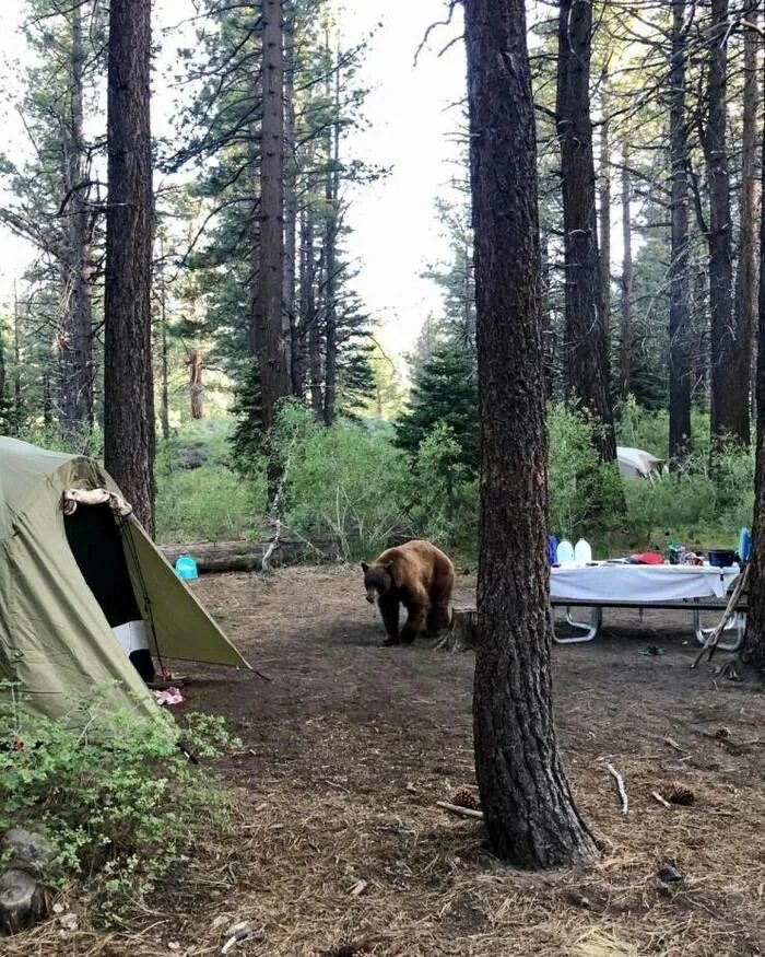 Медведь в палатке последнее фото Кто хочет на Белое море? Июль 2019, ищу попутчиков. Пикабу