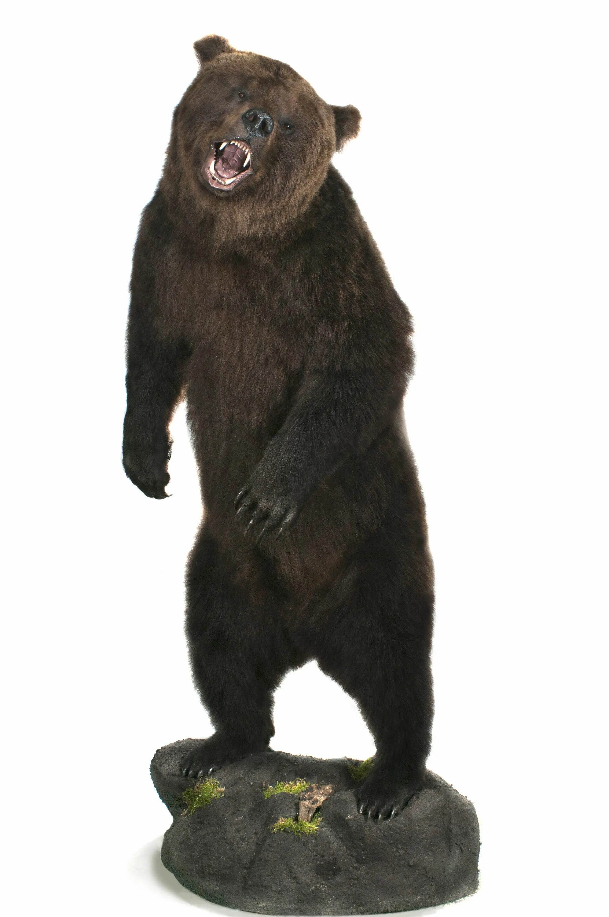 Медведь в полный рост фото Медведь / Bear Медведь, Чучела, Работы