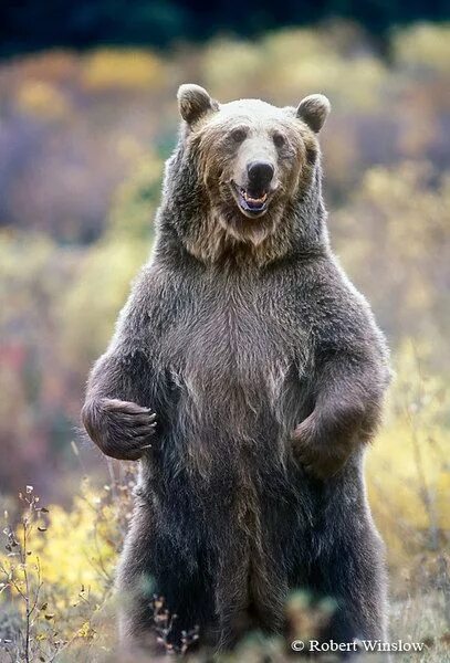 Медведь в полный рост фото about kim kardashian: grizzly bear standing Grizzly bear, Bear pictures, Bear