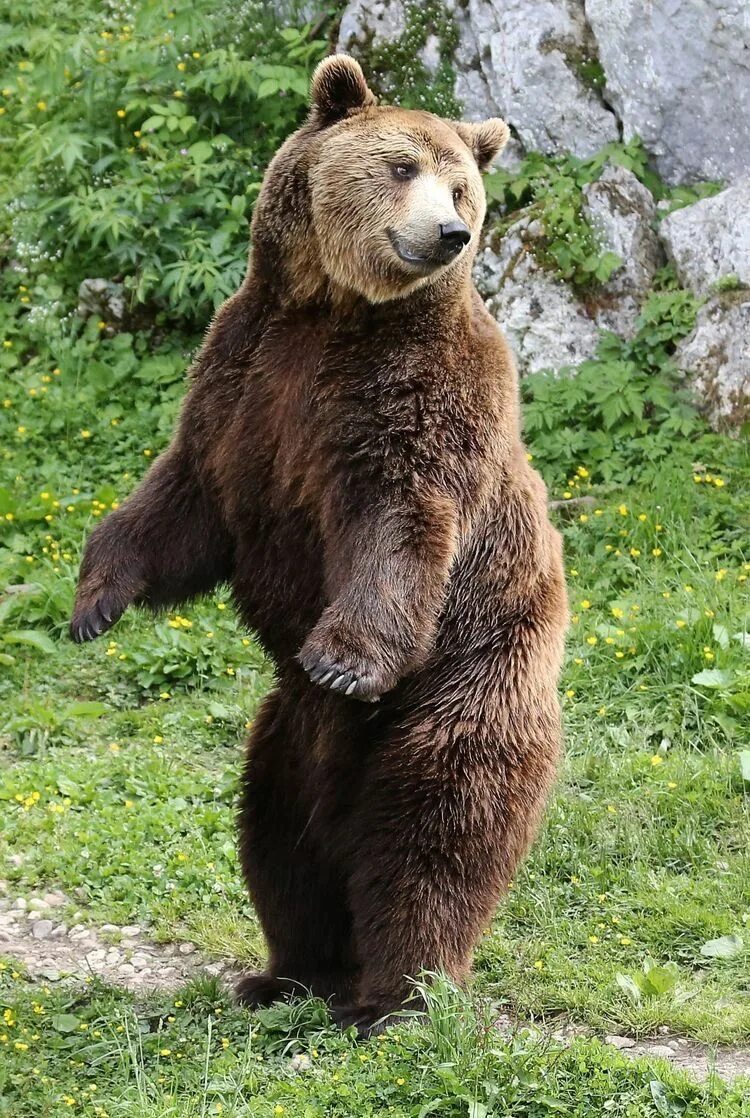 Медведь в полный рост фото Pin by Olga Glazova on OG BEAR Bear species, Brown bear, Bear stuffed animal