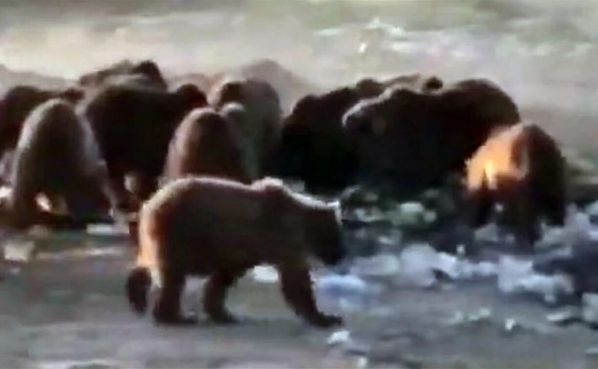 Медведь в приморье напал на человека фото Жители Камчатки встретили банду из 12 медведей, которые в поисках пищи вышли к с