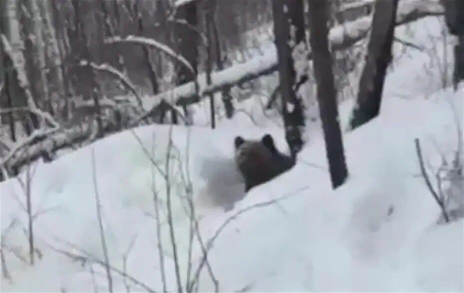 Медведь в приморье напал на человека фото В соцсетях постят видео о якобы убитом медведе в Приморье " Новости Владивостока