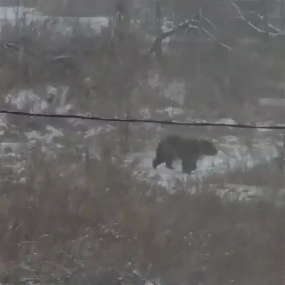 Медведь в приморье напал на человека фото В Приморье оцеплено место нападения медведя на женщину