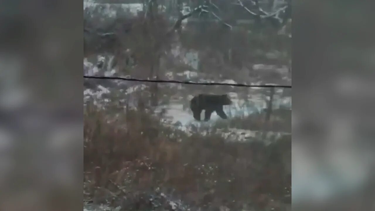 Медведь в приморье напал на человека фото "Какой большой!": Свободно гуляющий по городу в Приморье медведь напал на женщин