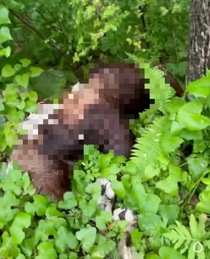 Медведь в приморье напал на человека фото Российский блогер приехал в Приморье и наткнулся на мертвого медведя