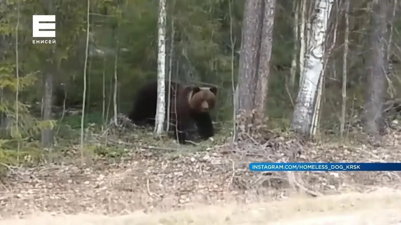 Медведь в приморье напал на человека фото Опасные хищники: рассказываем о ситуации с медведями в Красноярском крае - YouTu