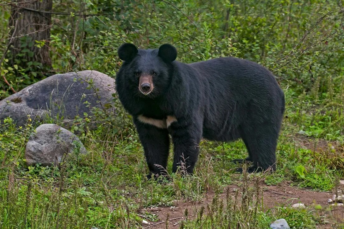 Медведь в приморском крае фото Asiatic black bear Animal Simulator Wiki Fandom