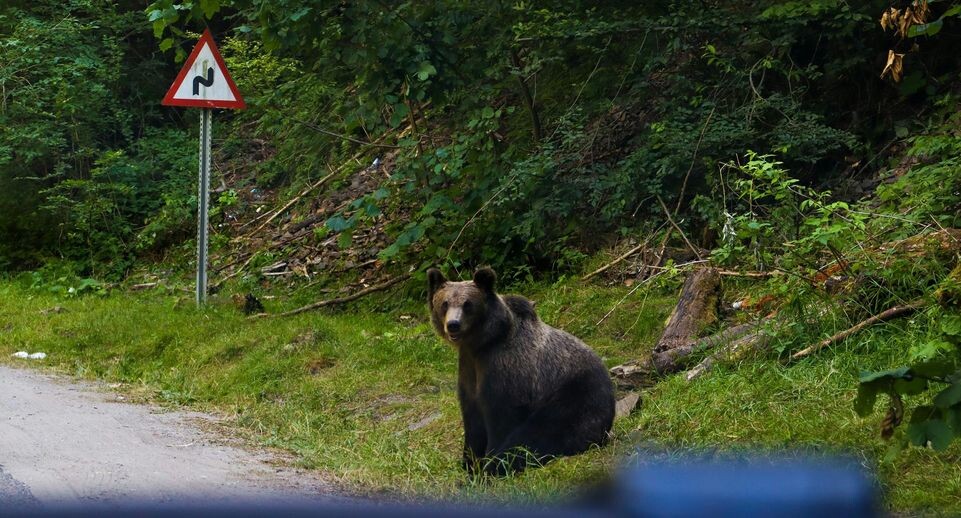 Медведь в шахтах фото Медведь на Сахалине попытался забраться в машину с людьми Телеканал 360 Дзен