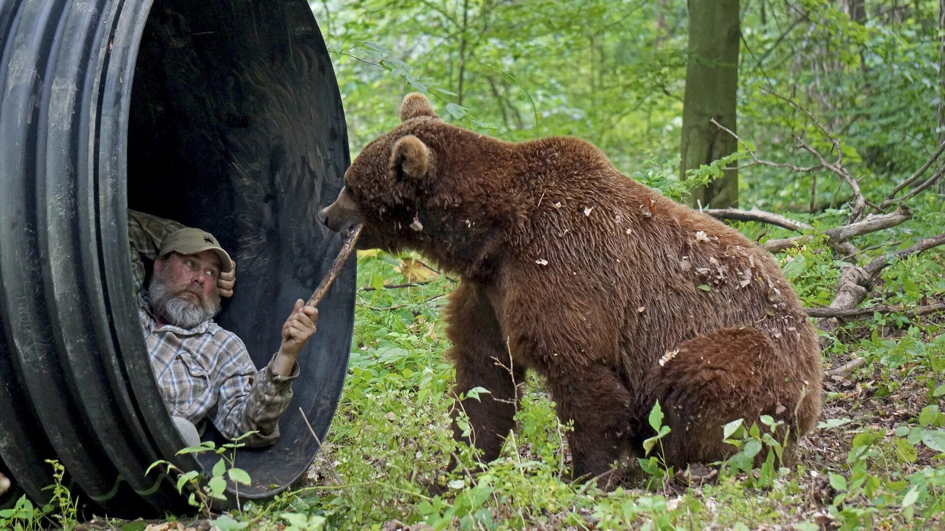 Медведь в шахтах фото Watch Project Grizzly Max