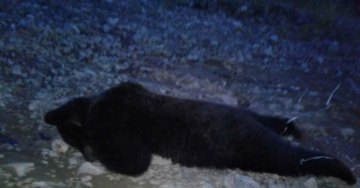 Медведь в шахтах фото SOS! В Бурятии руководство золотодобытчиков убили 9 медведей! Поднимите вверх Пи