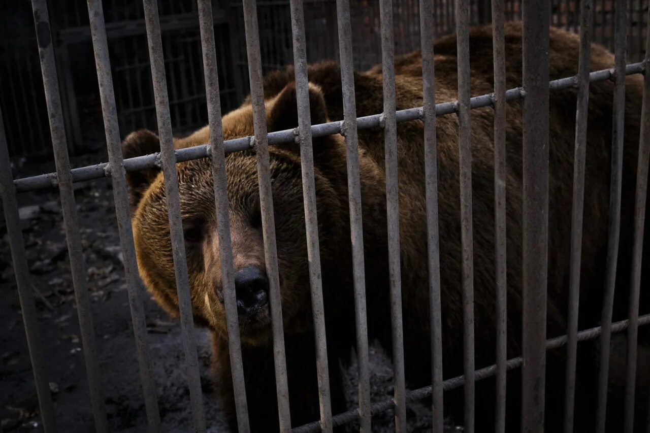 Медведь в шахтах фото Медведи в лунном пейзаже Такие дела