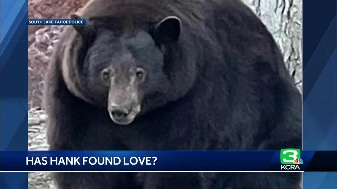 Медведь в шахтах фото Could 'Hank the Tank' find love? Wildlife officials remain optimistic - YouTube