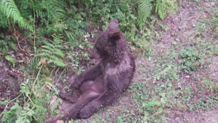 Медведь в шахтах фото Bear appears 'high' after eating hallucinogenic honey Lifestyle Independent TV