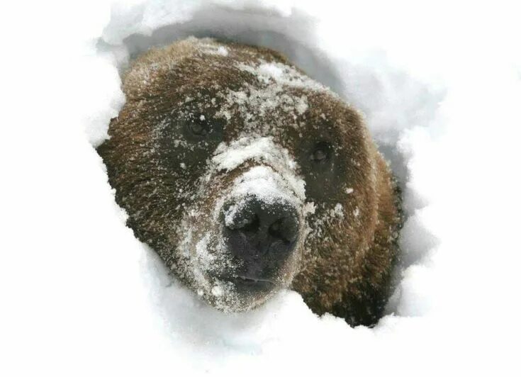 Медведь в снегу фото Pin on Медведи Bear, Brown bear, Animals