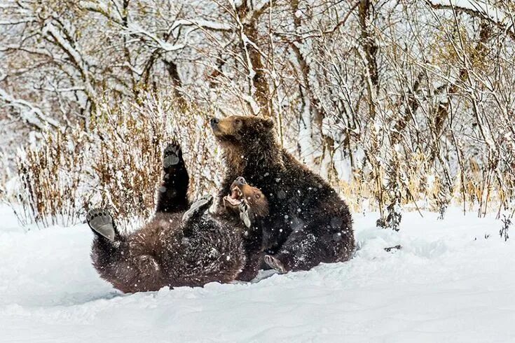 Медведь в снегу фото Pin on Фауна