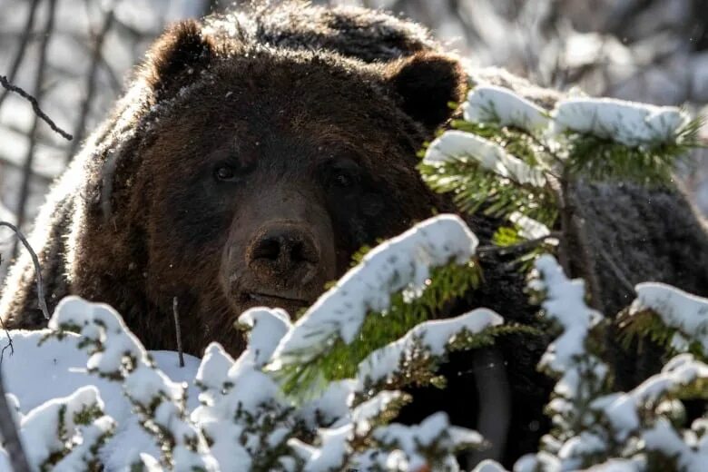 Медведь в снегу фото The Boss is awake. Albertans rushing to catch a glimpse are urged to keep their 