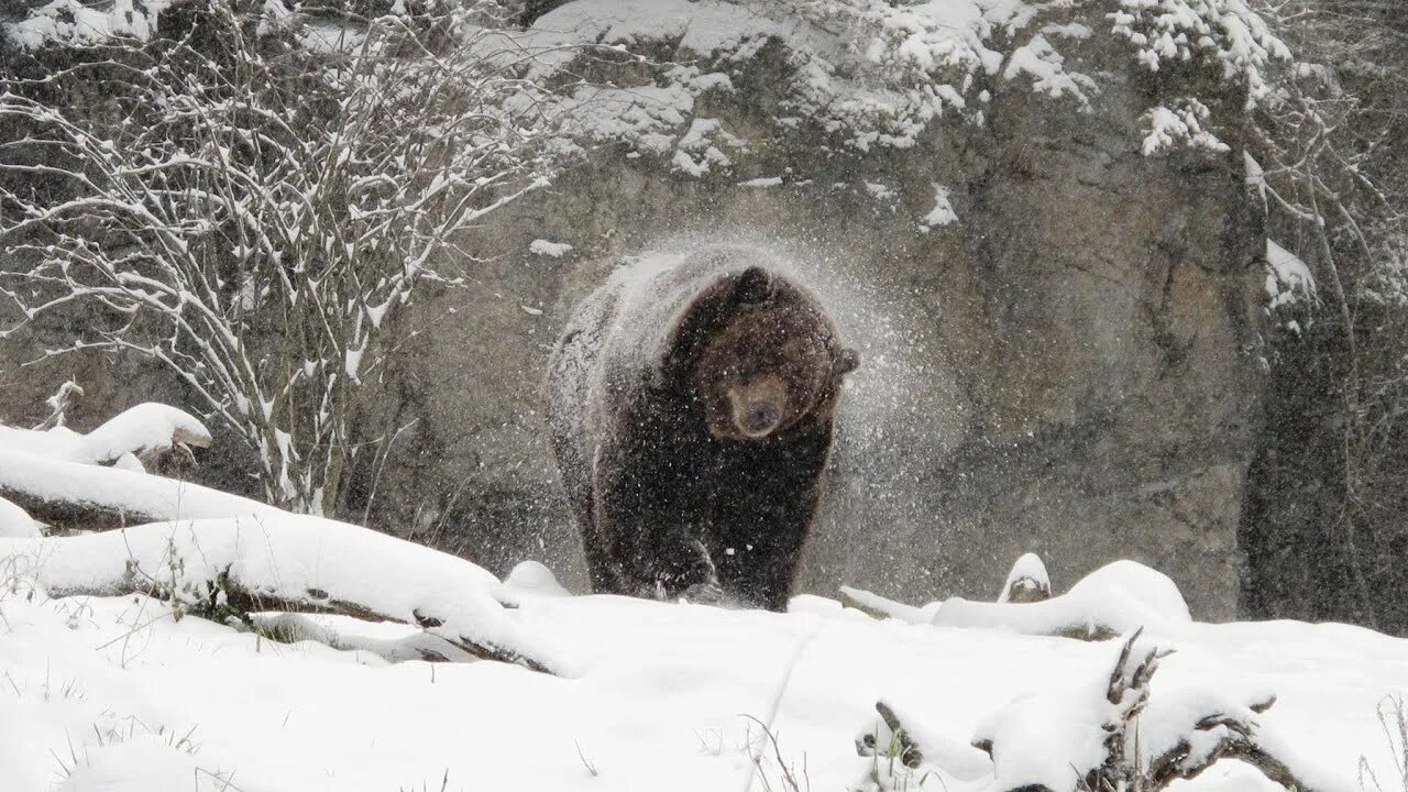 Медведь в снегу фото Sasquatch Sighting Texts From The North As I Video This! - YouTube