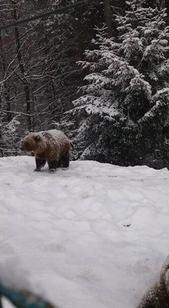 Медведь в снегу фото Як діти: ведмеді радіють першому снігу у Карпатах Міністерство екології та приро