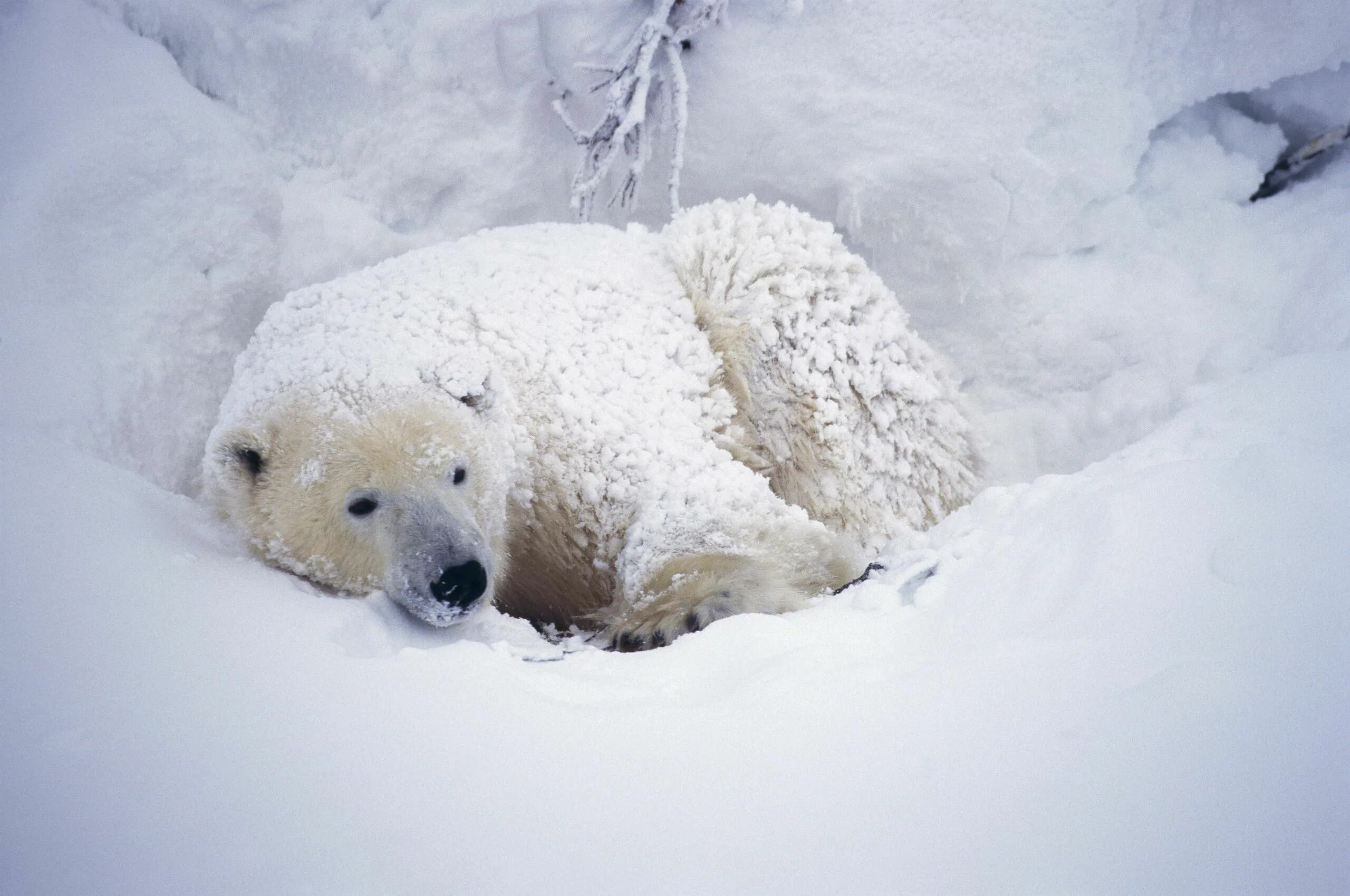 Медведь в снегу фото Polar bears do not cover their dark noses with their paws to hide in the snowy w