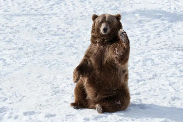 Медведь в снегу фото Более 27 400 работ на тему "Pics Of A Grizzly Bear Pic": стоковые фото, картинки