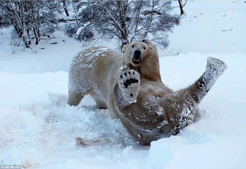 Медведь в снегу фото From curious pandas to roaring cheetahs and mustachioed monkeys, stunning shots 