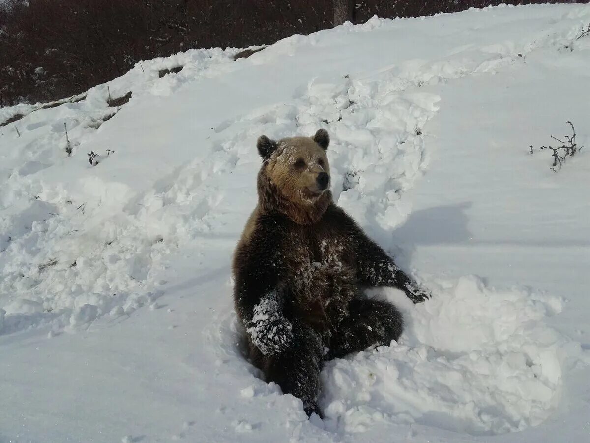 Медведь в снегу фото Сказ о том, как появилась зимняя рыбалка Культ Леса Дзен