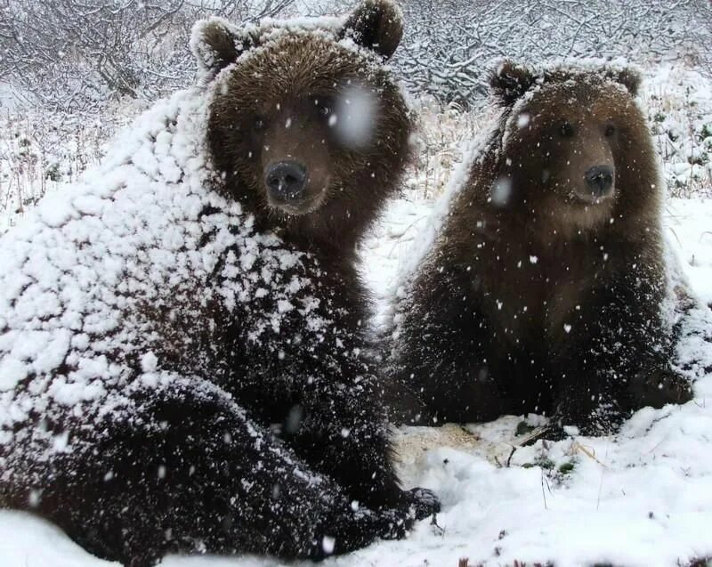 Медведь в снегу фото Природа Камчатки - Медиатека - фото и видеоматериалы - О муниципалитете - Официа