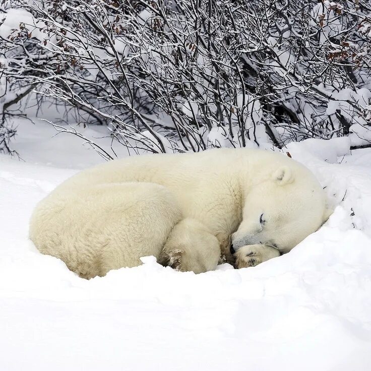 Медведь в снегу фото How a Polar Bear chills Polar bear hibernation, Polar bear, Polar bear wallpaper