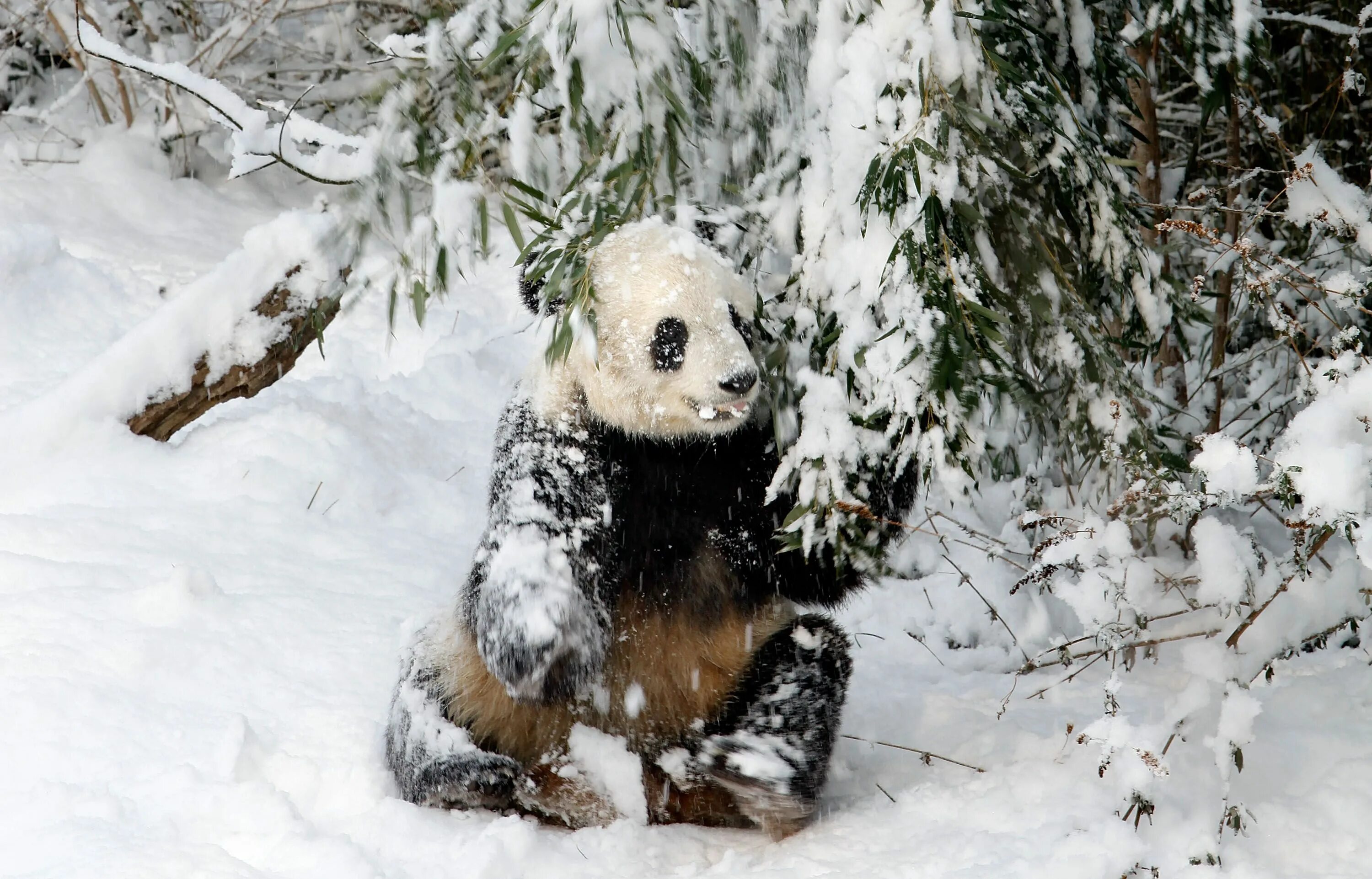 Медведь в снегу фото Animals in the snow Panda in snow, Panda bear, Panda