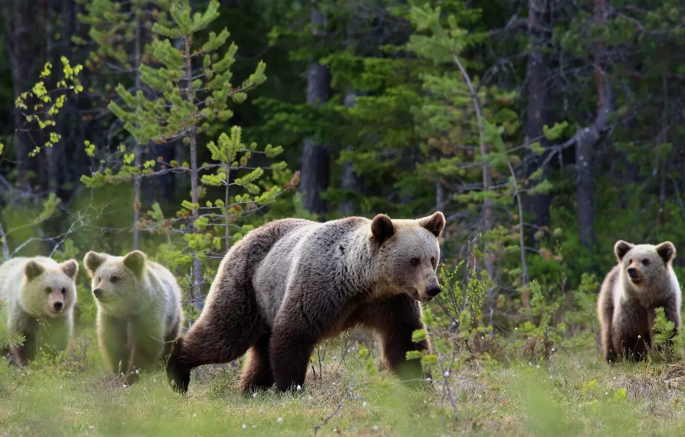 Медведь в сосновом бору фото Wallpaper forest, look, branches, pose, bears, pine, walk, kids for mobile and d