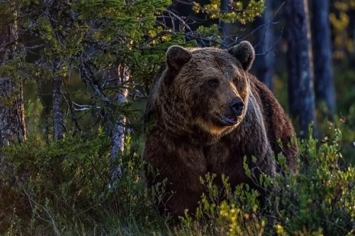 Медведь в тайге фото Жителям Твери объяснили, как остаться в живых после встречи в лесу с медведем - 