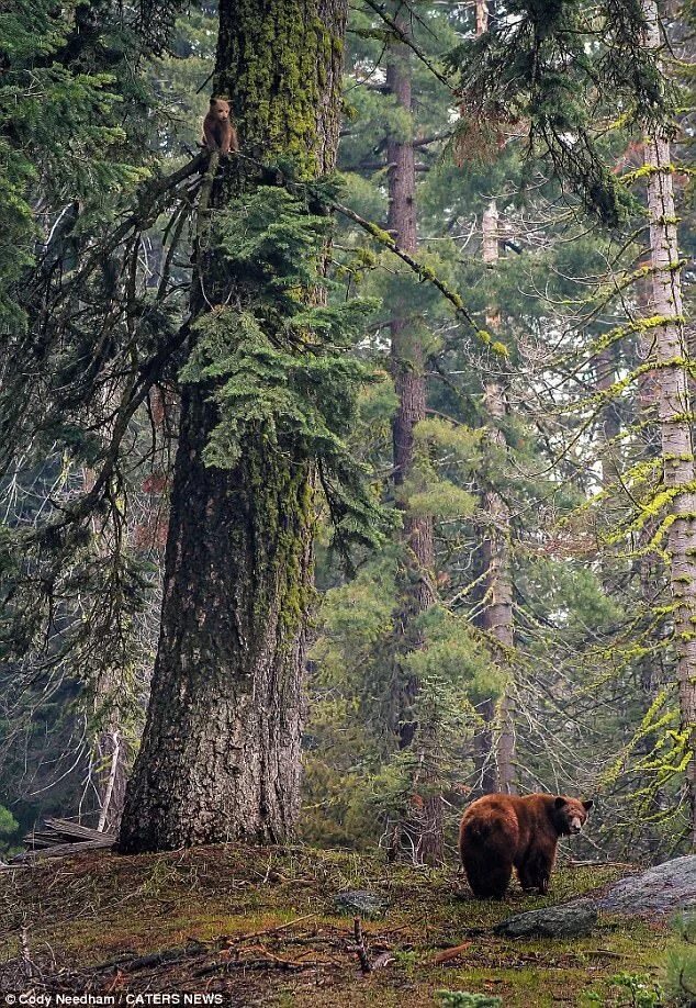 Медведь в тайге фото Pin on Stunning National Parks