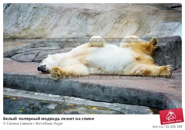 Медведь валяется фото Белый полярный медведь лежит на спине. Стоковое фото № 32335189, фотограф Галина