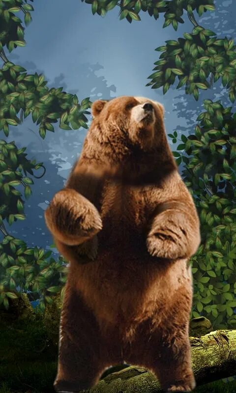 Медведь вертикальное фото Скачать Bears wallpaper APK для Android