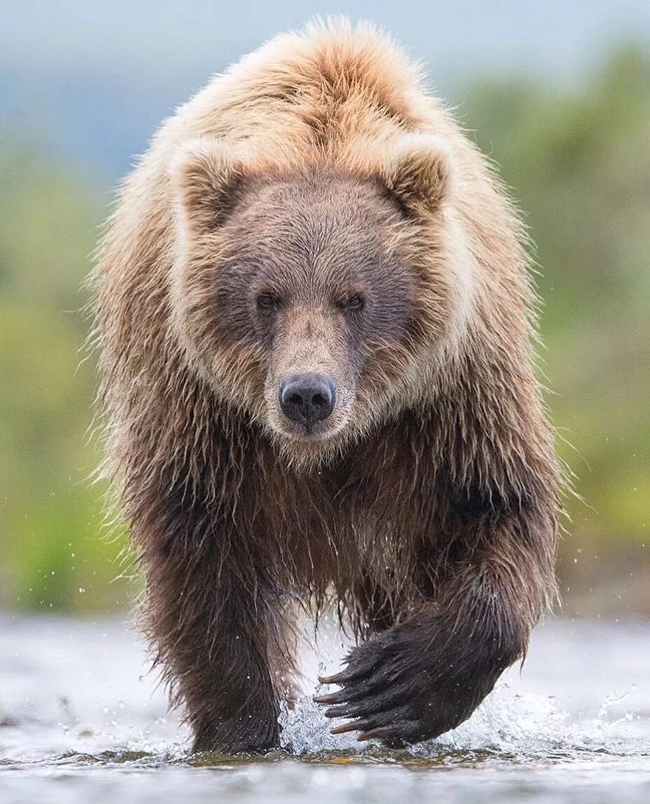 Медведь вертикальное фото Great capture from @joesulik #katmai #alaska Bear pictures, Grizzly bear, Katmai