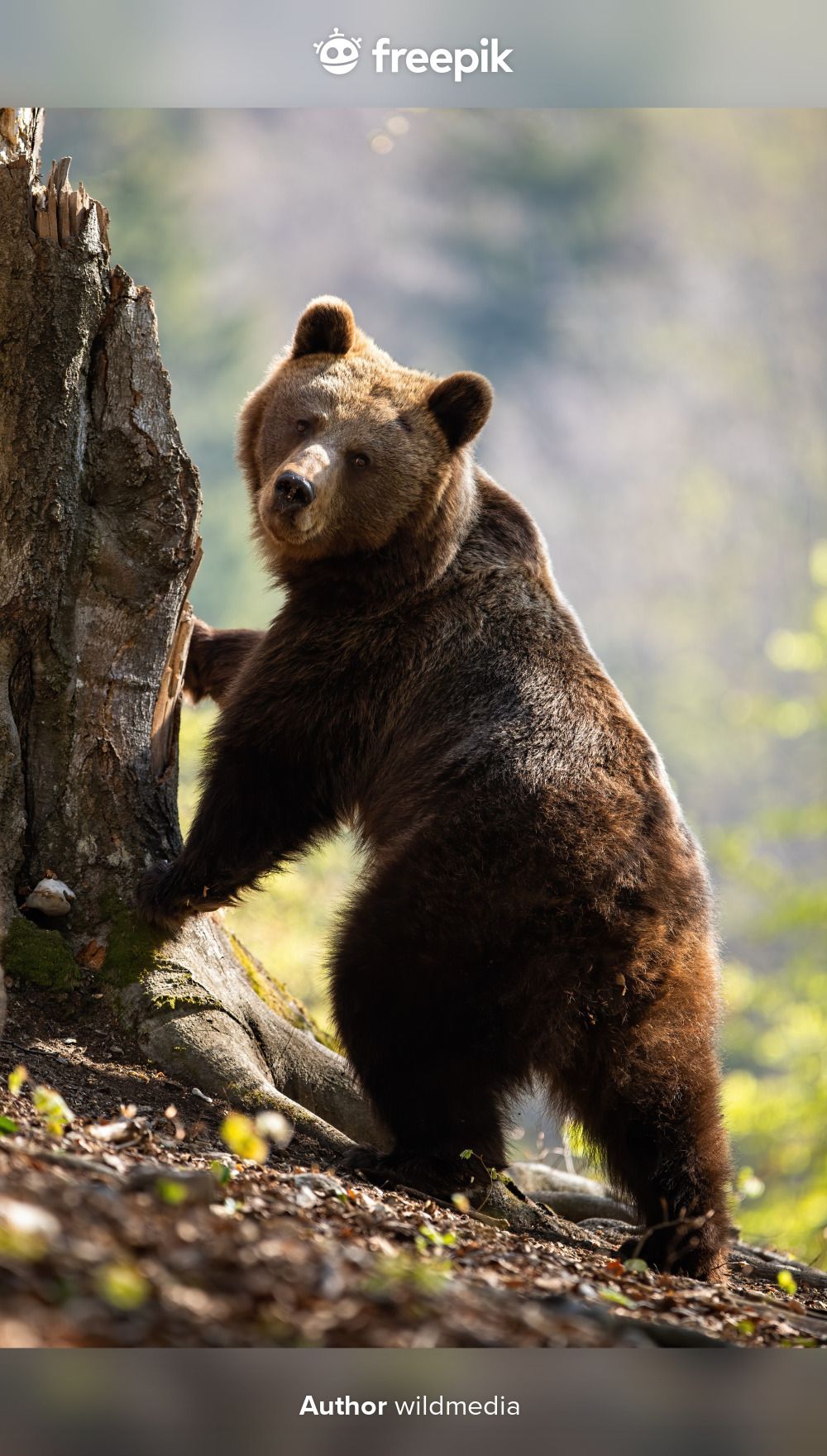 Медведь вертикальное фото Premium Photo Female adult brown bear standing in upright position on rear legs 