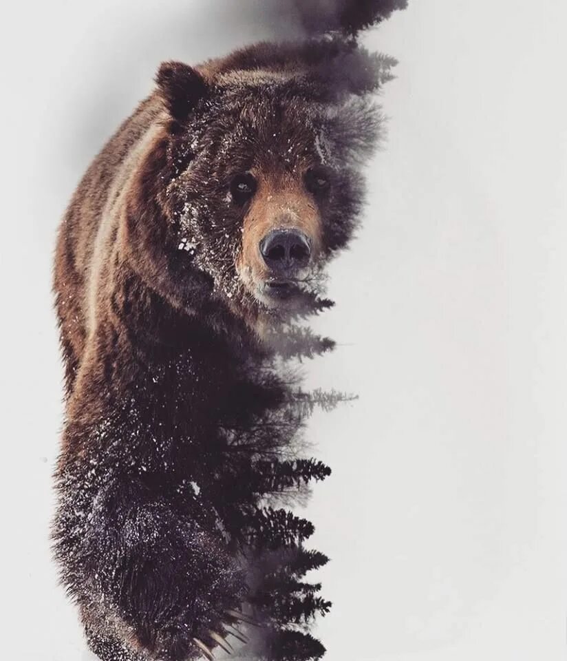 Медведь вертикальное фото Double Exposure by @eyesboyzinsta Grizzly bear tattoos, Bear tattoos, Bear tatto